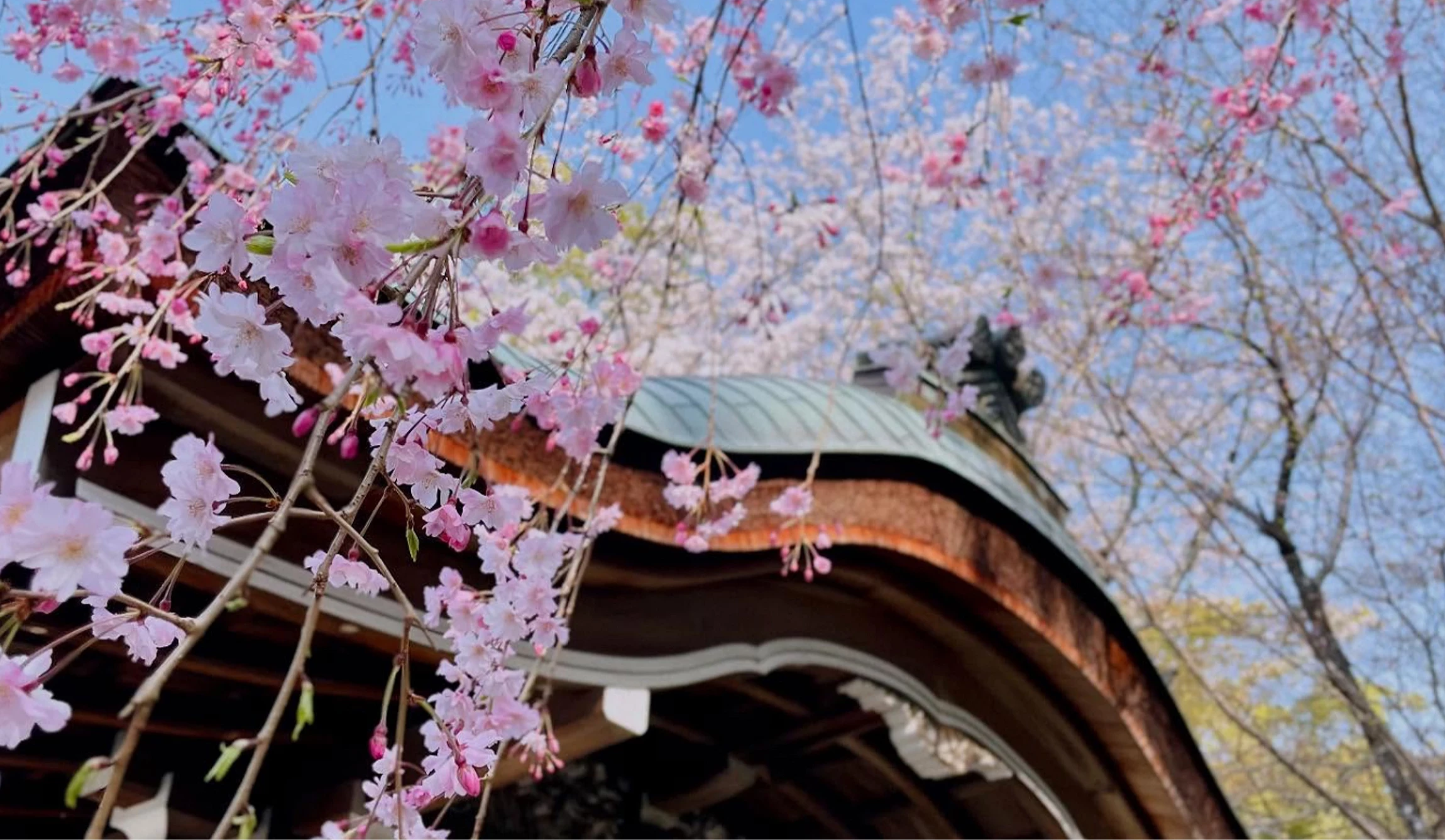 紅色建築屋頂與櫻花